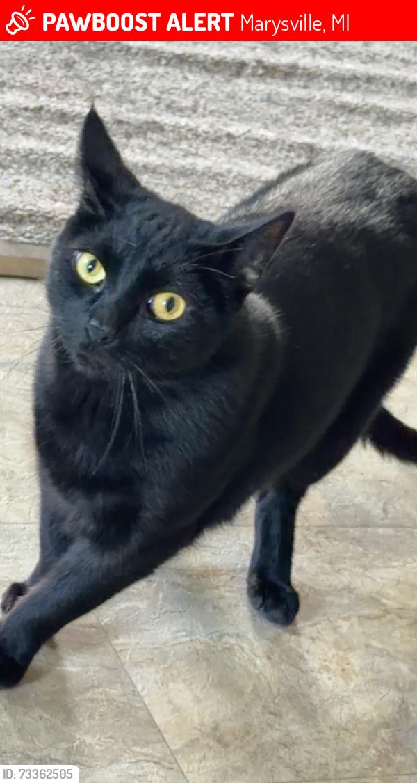 Lost Male Cat last seen between Smiths Creek Road and Ravenswood., Marysville, MI 48040