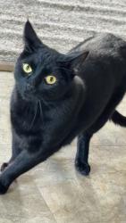 Lost Male Cat last seen between Smiths Creek Road and Ravenswood., Marysville, MI 48040