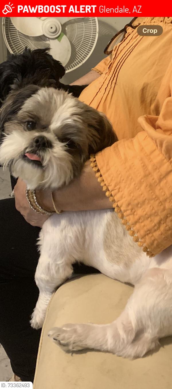 Lost Male Dog last seen 47th ave and Bethany home rd, Glendale, AZ 85301