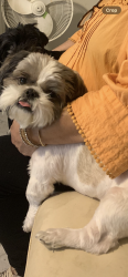 Lost Male Dog last seen 47th ave and Bethany home rd, Glendale, AZ 85301