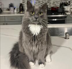Reunited Male Cat last seen Hargrave St, Philadelphia, PA 19152