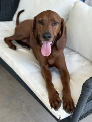 Lost Male Dog last seen Methodist church/gathering place, Cleburne, TX 76033
