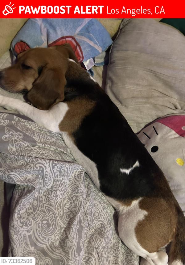 Lost Female Dog last seen Astoria and Aults, Los Angeles, CA 91342