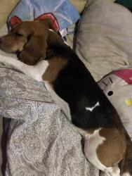 Lost Female Dog last seen Astoria and Aults, Los Angeles, CA 91342