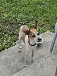 Found/Stray Male Dog last seen SW 91st Ave and 52nd Street, Olympia Heights, FL 33165