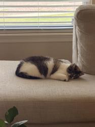 Lost Female Cat last seen Creekside, Colorado Springs, CO 80920