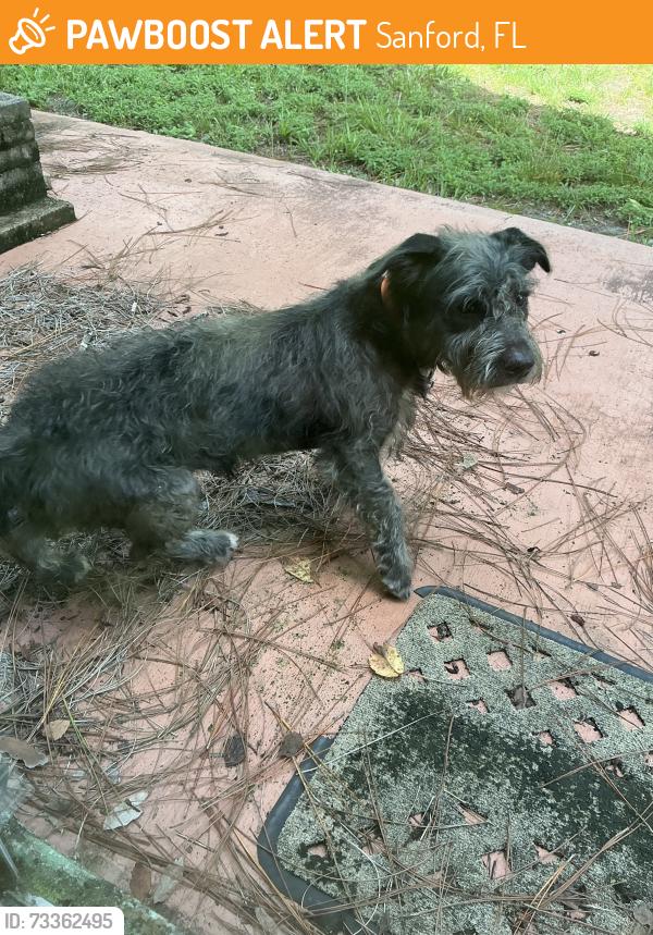 Found/Stray Unknown Dog last seen Placid Woods subdivision, Sanford, FL 32773