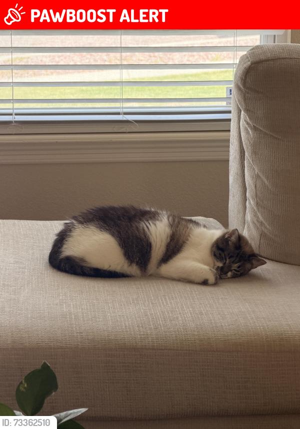Lost Female Cat last seen Creekside, Colorado Springs, CO 80920