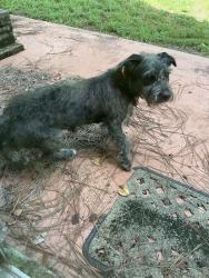 Found/Stray Unknown Dog last seen Placid Woods subdivision, Sanford, FL 32773