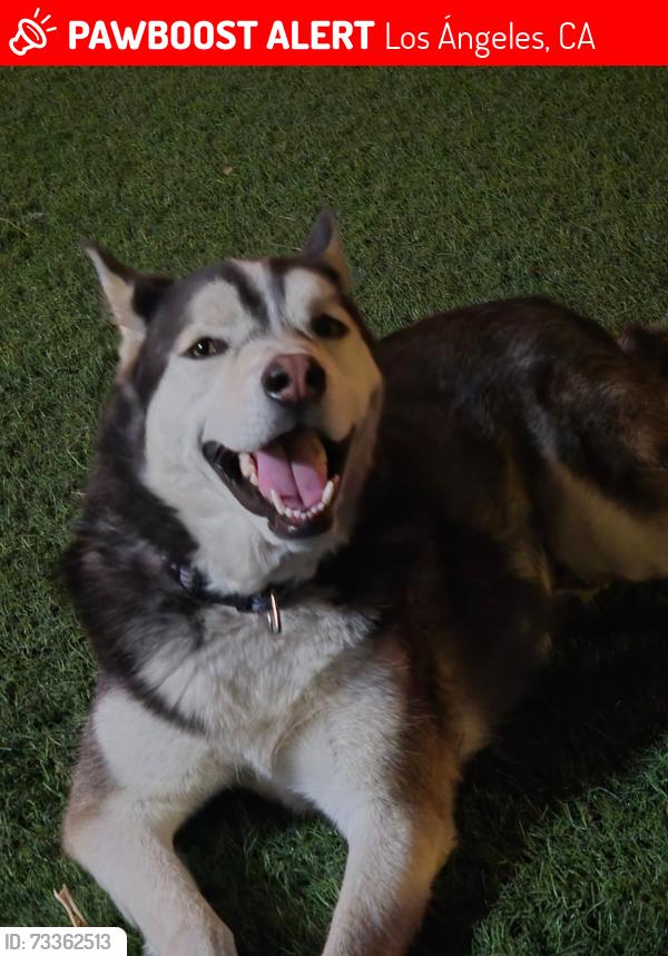 Lost Male Dog last seen Hamlin st, Los Ángeles, CA 91405