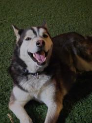 Lost Male Dog last seen Hamlin st, Los Ángeles, CA 91405