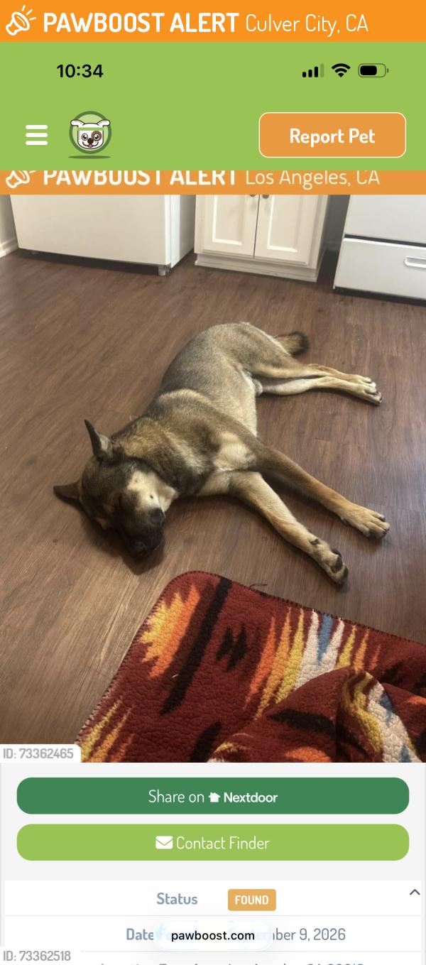 Found/Stray Male Dog last seen Found at the Baldwin Hills Stairs, Culver City, CA 90034