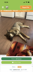 Found/Stray Male Dog last seen Found at the Baldwin Hills Stairs, Culver City, CA 90034