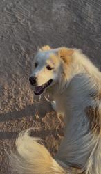Lost Male Dog last seen Riley Way, Chaparral, NM 88081