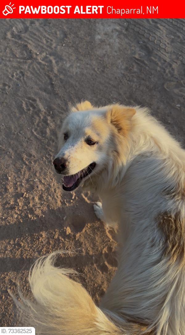 Lost Male Dog last seen Riley Way, Chaparral, NM 88081
