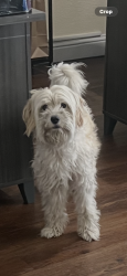 Reunited Male Dog last seen Don Ave, Stockton, CA 95209
