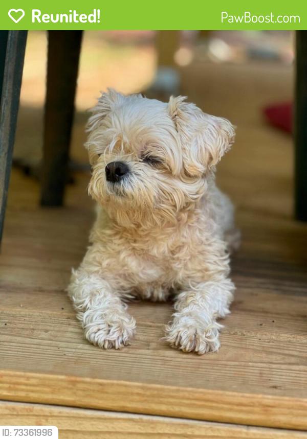 Reunited Female Dog last seen Elm street, Porterdale, GA 30014