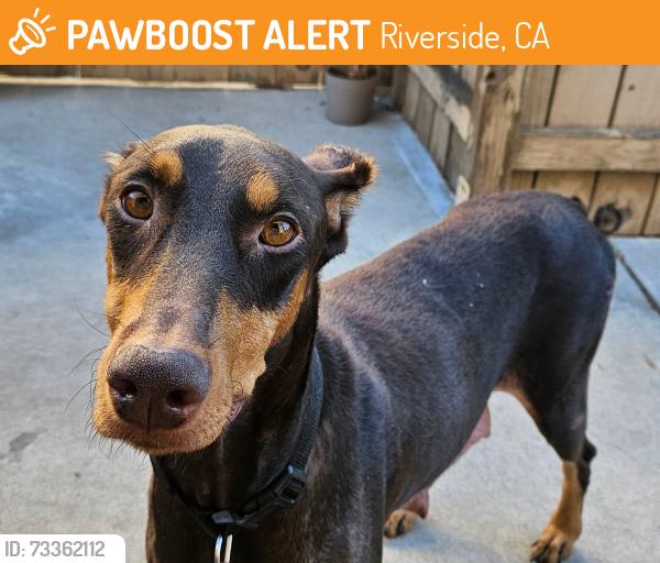 Found/Stray Female Dog last seen Near UCR, Riverside, CA 92507