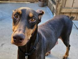 Found/Stray Female Dog last seen Near UCR, Riverside, CA 92507