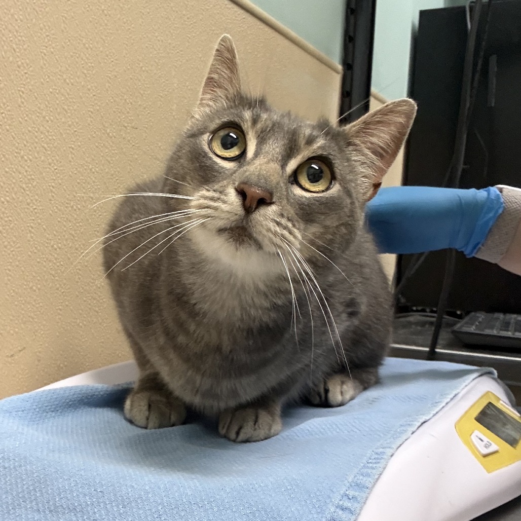 Shelter Stray Female Cat last seen , 2608 Center St, Tacoma, WA 98409, USA