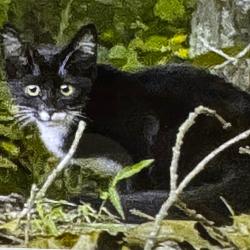 Shelter Stray Unknown Cat last seen , 5570 Sturmer Park Cir, Winston-Salem, NC 27105, USA
