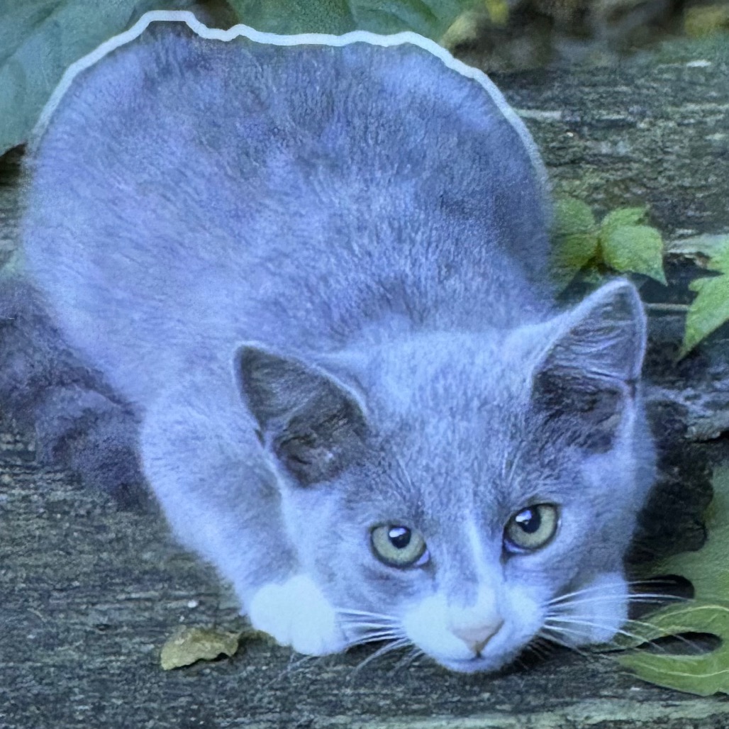 Shelter Stray Unknown Cat last seen , 5570 Sturmer Park Cir, Winston-Salem, NC 27105, USA