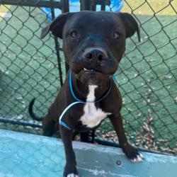 Shelter Stray Male Dog last seen , 2350 Appling City Cove, Memphis, TN 38133, USA