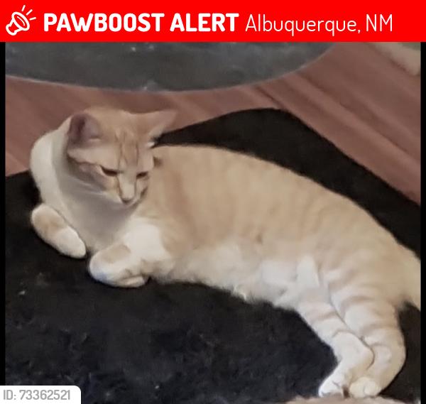 Lost Female Cat last seen Unser and Paseo, Albuquerque, NM 87114