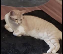 Lost Female Cat last seen Unser and Paseo, Albuquerque, NM 87114