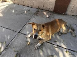 Lost Male Dog last seen 37th ave and Orangewood, Phoenix, AZ 85051