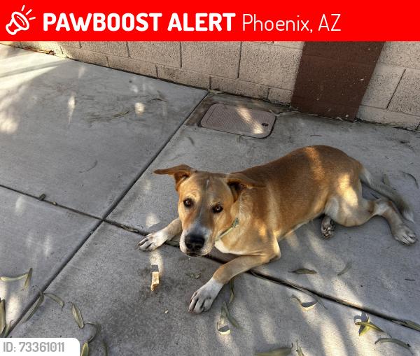 Lost Male Dog last seen 37th ave and Orangewood, Phoenix, AZ 85051