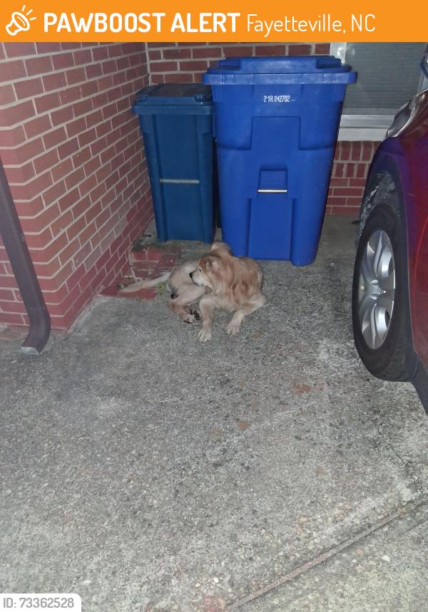 Found/Stray Unknown Dog last seen McRae Dr fayetteville nc, Fayetteville, NC 28305