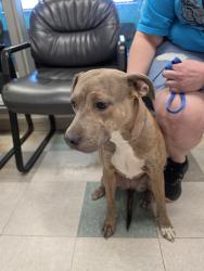 Lost Female Dog last seen NW 50th and MacArthur, Warr Acres, OK 73122