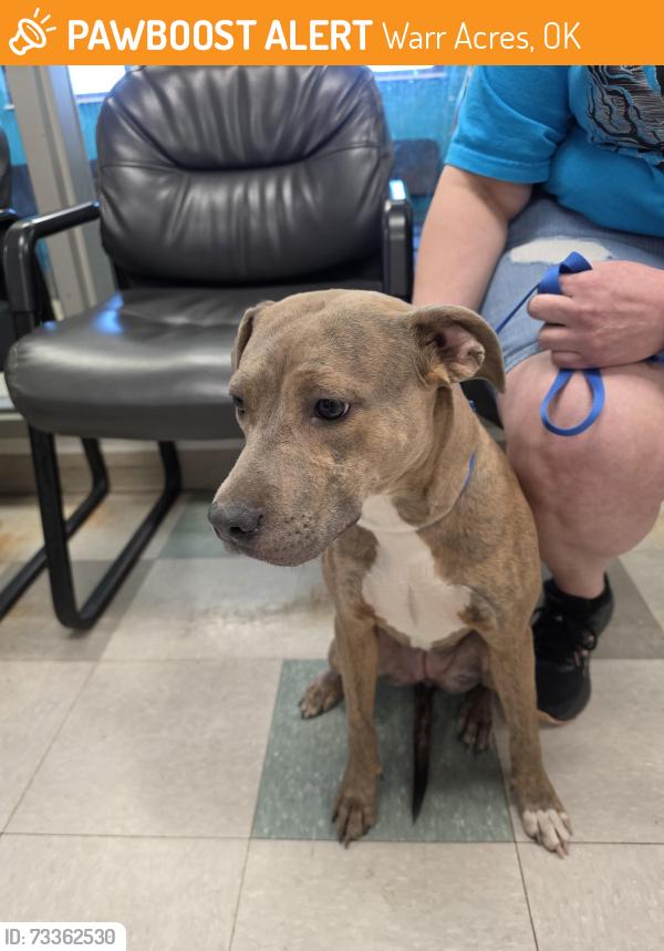 Lost Female Dog last seen NW 50th and MacArthur, Warr Acres, OK 73122
