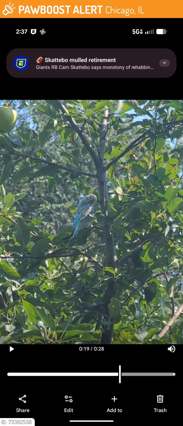 Found/Stray Unknown Bird last seen Bickerdike square park, Chicago, IL 60642