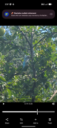 Found/Stray Unknown Bird last seen Bickerdike square park, Chicago, IL 60642