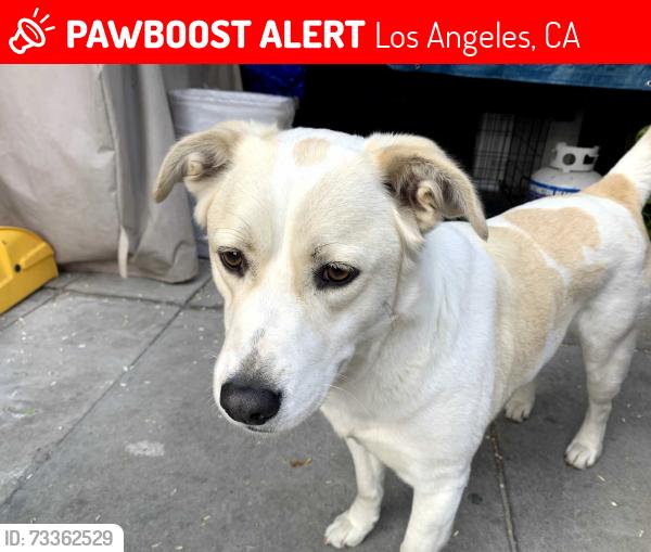 Lost Male Dog last seen Boyle Heights, Los Angeles, CA 90033