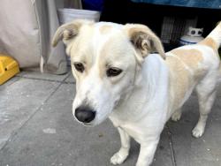 Lost Male Dog last seen Boyle Heights, Los Angeles, CA 90033