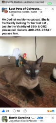 Lost Male Cat last seen 5808-Q1/2, Galveston, TX 77551