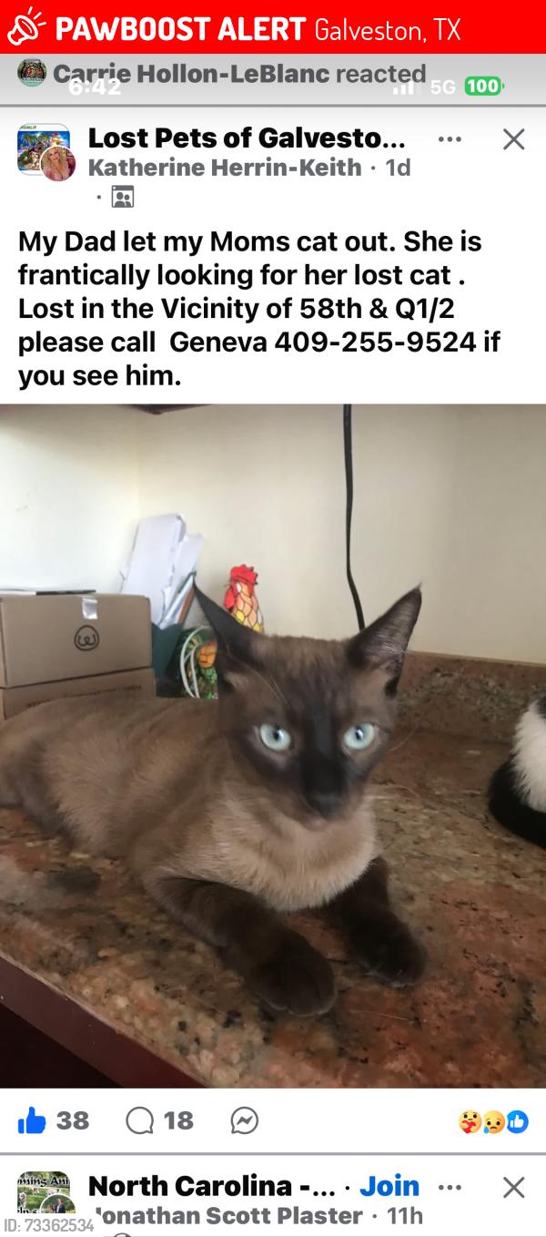 Lost Male Cat last seen 5808-Q1/2, Galveston, TX 77551