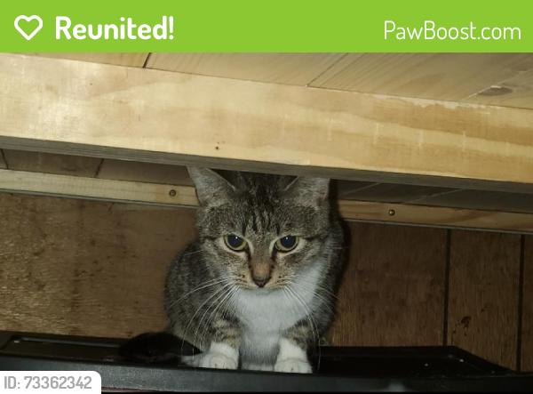 Reunited Female Cat last seen Bible st & 6thst ne, Cleveland, TN 37311