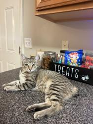 Lost Female Cat last seen Florence Area, Murfreesboro, TN 37129