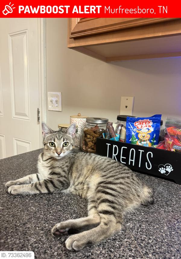 Lost Female Cat last seen Florence Area, Murfreesboro, TN 37129