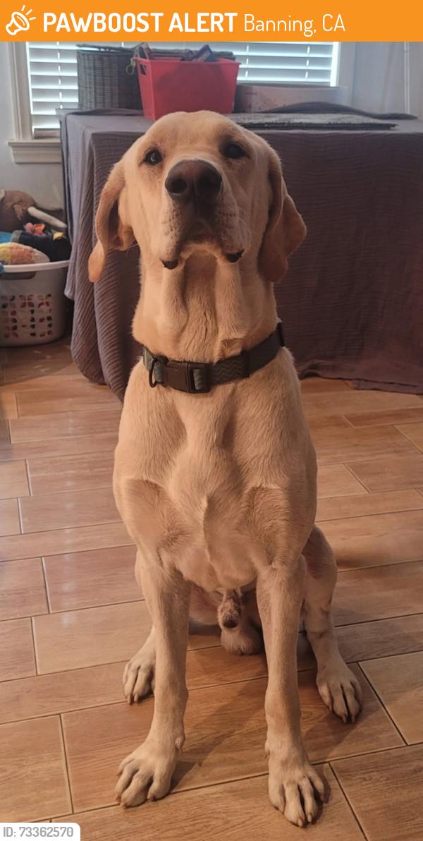 Found/Stray Male Dog last seen Mesa and bluff, Banning, CA 92220