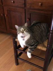 Lost Female Cat last seen Near Chandler Park Trail, Georgetown, TX 78628