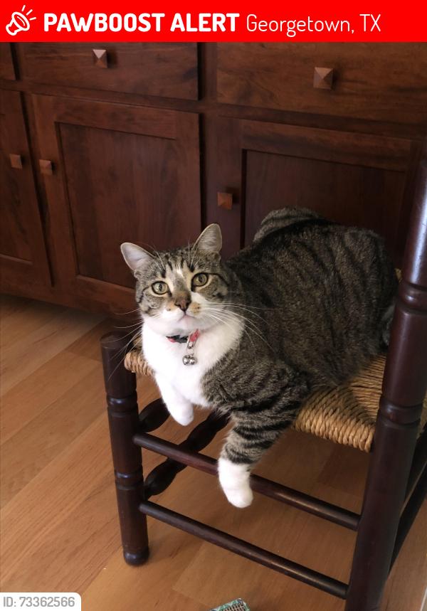 Lost Female Cat last seen Near Chandler Park Trail, Georgetown, TX 78628