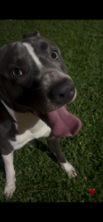 Reunited Male Dog last seen Beechnut , Bedford, Houston, TX 77036