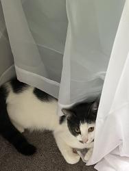 Reunited Female Cat last seen Penbryn ave, Abington, PA 19001