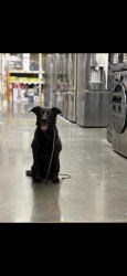 Reunited Female Dog last seen New Santa Fe Regional Trail, Colorado Springs, CO 80919
