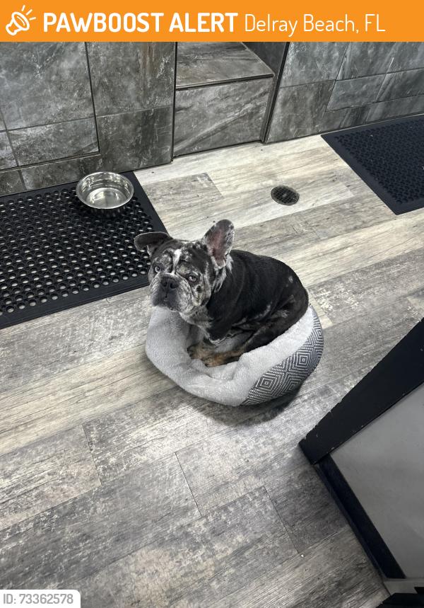 Found/Stray Male Dog last seen Federal highway, Delray Beach, FL 33483